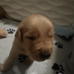 Tan Collar - Golden male Golden Retriever puppy in Tulsa, Oklahoma from Triple J Goldens, LLC