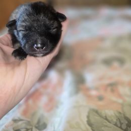 Sour Patch Kid - Gray silver and black male Keeshond puppy in Logan, Ohio from Hocking Hills Keeshonds