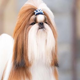Hart - Shih Tzu