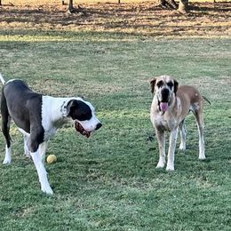 Great Dane All Grown Up from Riverwood Danes