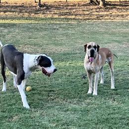 Great Dane All Grown Up from Riverwood Danes