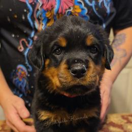 Madison - Black and mahogany female Rottweiler puppy in Oregon from Hildegarde Kennels