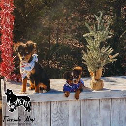 Miniature Australian Shepherd and Toy Australian Shepherd Puppies from Fireside Toy & Mini Aussies