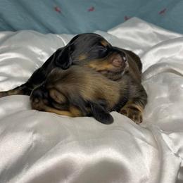 Dachshund Puppies from Hidden Oaks Dachshunds