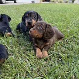 Dachshund Puppies from GE Miniature Dachshunds