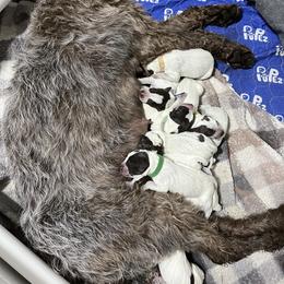 Wirehaired Pointing Griffon Puppies from Happy Hollow Griffons