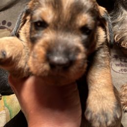 Boy 1 - Dachshund puppy in Mt Laurel, New Jersey from ev-ry dachshund