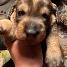 Boy 1 - Dachshund puppy in Mt Laurel, New Jersey from ev-ry dachshund