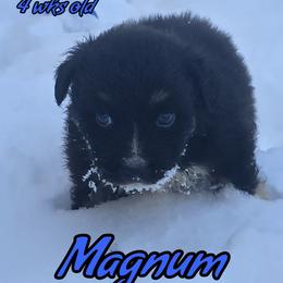 Magnum - Black tri-color male Australian Shepherd puppy in Albion, Michigan from Northern Lights Aussies (NL Aussies)