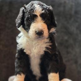 Theo - male Australian Mountain Doodle puppy in Broken Arrow, Oklahoma from Tulsa Australian Moutain Doodles