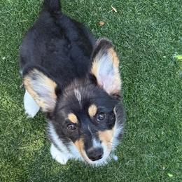 Anastasia (2150) - White and black female Pembroke Welsh Corgi puppy in Valley, Washington from Corgis of the Mountain Valley