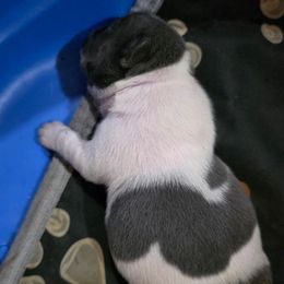 Girl 2 - White female French Bulldog puppy in Cabool, Missouri from Shannon French Bulldogs