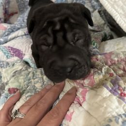 Baby black sable 2 - Black sable female Chinese Shar-Pei puppy in Saint Joseph, Missouri from Durenda Springer- Barber