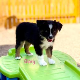 Glory - Black tri female Miniature Australian Shepherd puppy in Chino Valley, Arizona from BlueZion Aussies