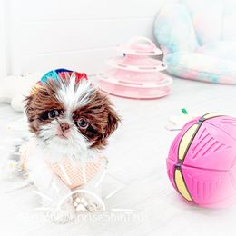 Shih Tzu Puppies from Arizona Sunrise Shih Tzus
