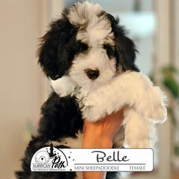 Belle - Black and white female Sheepadoodle puppy in Cleveland, Tennessee from Narrow Path Old English & Sheepadoodles