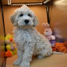 Wags - Goldendoodle
