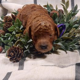 Jovie - Red  female Poodle puppy in Statesboro, Georgia from Briar Creek Kennels