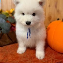 Blue - White male Samoyed puppy in Paulden, Arizona from Carefree Samoyeds & Deserthills Labradors