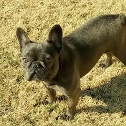 French Bulldogs from B's Bourbon Frenchies