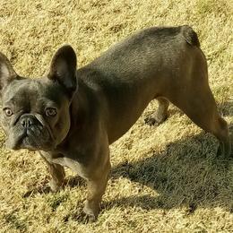 French Bulldogs from B's Bourbon Frenchies