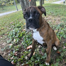 Ace - Brindle male Boxer puppy in Prestonsburg, Kentucky from Bre’s Boxers