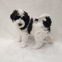 Onyx - Parti male Poodle puppy in Puyallup, Washington from Pure Parti Poodles