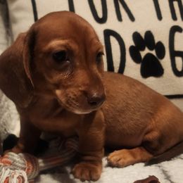 Prince Playful - Red male Dachshund puppy in Goodman, Missouri from Darling Dachshunds