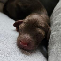 Chocolate Girl - Chocolate and tan female Dachshund puppy in Woodland, Washington from SJs Dachshunds