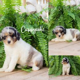 Cuppycake - Parti female Goldendoodle puppy in Woodruff, South Carolina from Crooked Creek Doodles and Poodles