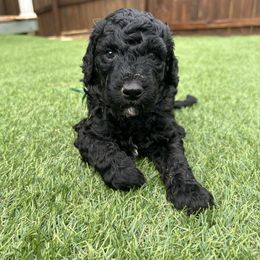 Henry (dark green boy) - Black male Poodle puppy in Gainesville, Georgia from Rose’s Goldendoodles & Standard Poodles