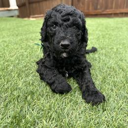 Henry (dark green boy) - Black male Poodle puppy in Gainesville, Georgia from Rose’s Goldendoodles & Standard Poodles