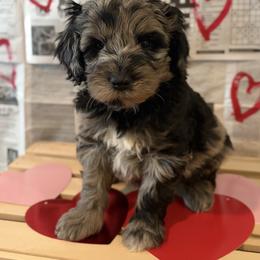 Henry - Merle male Goldendoodle puppy in Zeeland, Michigan from Dandelion Lane Doodles