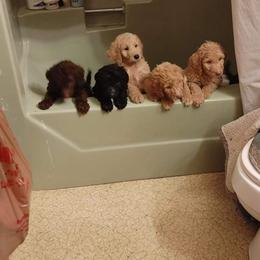 Poodle Puppies from Polly Wally Doodles and Poodles
