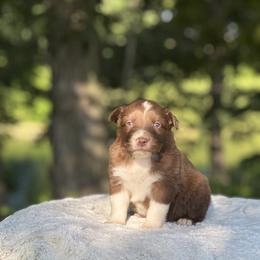 Sorry - Red & white male Australian Shepherd puppy in Argyle, Iowa from Country Time Kennels