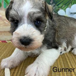 Gunner - Parti male Miniature Schnauzer puppy in Sylvania, Georgia from Southern Sky Miniature Schnauzers