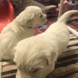 Golden Retriever Puppies from Grace N Goldens