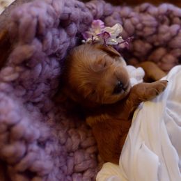 Goldendoodle Puppies from Abidoodles