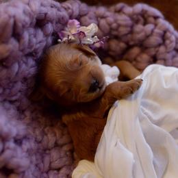 Goldendoodle Puppies from Abidoodles