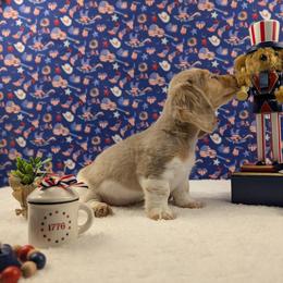 Apollo - Dapple male Dachshund puppy in Dothan, Alabama from Hot Diggity Doxies of Dothan