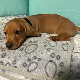 Black boy - Dapple male Dachshund puppy in Live Oak, Florida from The Weenie Herd Mom