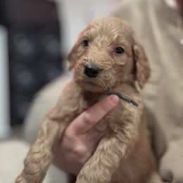 Grey - Apricot male Goldendoodle puppy in Bakersfield, California from Lavish Doodles