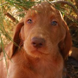 Toby - Gold male Labradoodle puppy in Apache Junction, Arizona from Loving Doodle