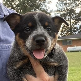 Boom - Blue Australian Cattle Dog puppy in Devalls Bluff, Arkansas from Coolhand's Australian Cattle Dogs