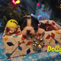 Dolly - Red female Boston Terrier puppy in Lexington, Indiana from NanzBostz