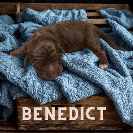 Benedict - Sable male Aussiedoodle puppy in Ellenburg Center, New York from Kristin's Puppies