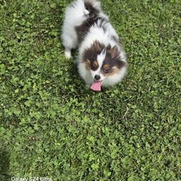 Blue boy - Blue parti male Pomeranian puppy in Meherrin, Virginia from Traveling Poms