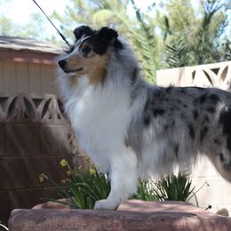 Shetland Sheepdogs from Daedream Shelties