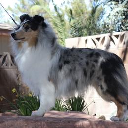Shetland Sheepdogs from Daedream Shelties