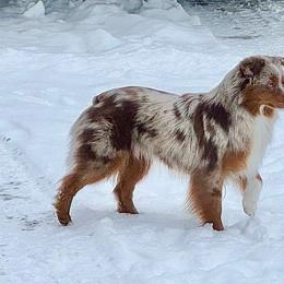 Jolene - Miniature American Shepherd